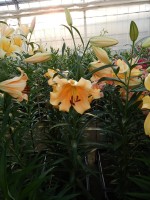 [4142 Eudoxia No401.JPG]